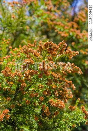 杉の花粉 ③ rectangle_large_type_2_d3273e5