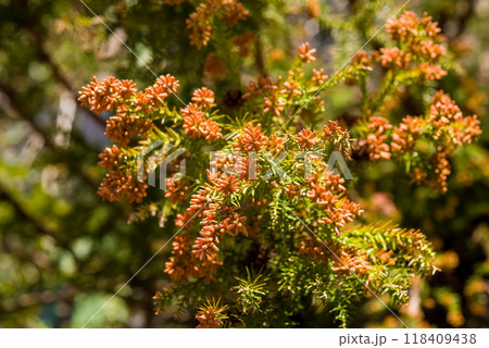 飛散直前の杉花粉・杉の雄花【花粉症イメージ素材】 飛散直前の杉花粉・杉の雄花【花粉症イメージ素材】 118409438