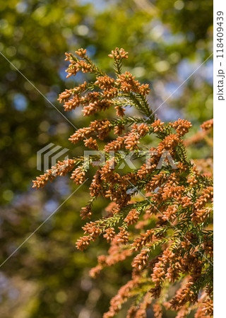 飛散直前の杉花粉・杉の雄花【花粉症イメージ素材】 118409439