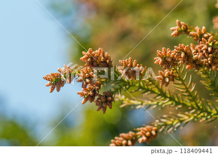 飛散直前の杉花粉・杉の雄花【花粉症イメージ素材】 118409441