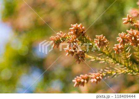 飛散直前の杉花粉・杉の雄花【花粉症イメージ素材】 飛散直前の杉花粉・杉の雄花【花粉症イメージ素材】 118409444