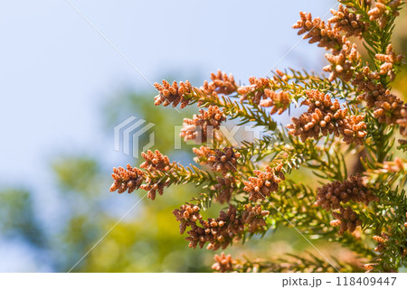 飛散直前の杉花粉・杉の雄花【花粉症イメージ素材】 118409447