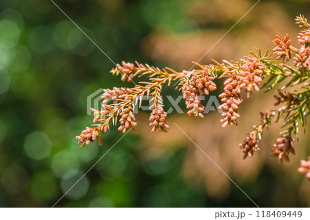 杉の花粉 ③ rectangle_large_type_2_d3273e5
