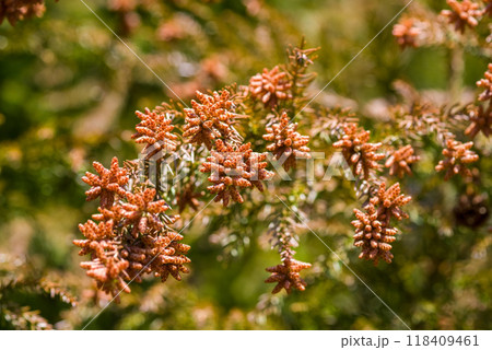 飛散直前の杉花粉・杉の雄花【花粉症イメージ素材】 118409461