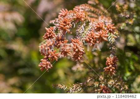 飛散直前の杉花粉・杉の雄花【花粉症イメージ素材】 118409462