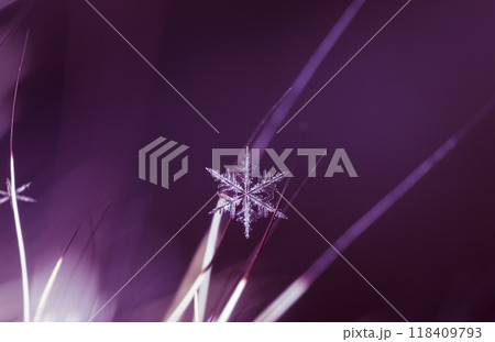 natural snowflakes on fur. The picture is made at a temperature of-10 C natural snowflakes on fur. The picture is made at a temperature of-10 C 118409793