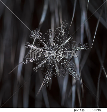 natural snowflakes on fur. The picture is made at a temperature of-10 C natural snowflakes on fur. The picture is made at a temperature of-10 C 118409800