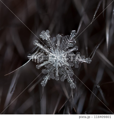 natural snowflakes on fur. The picture is made at a temperature of-10 C 118409801