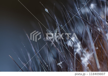 natural snowflakes on fur. The picture is made at a temperature of-10 C natural snowflakes on fur. The picture is made at a temperature of-10 C 118409807