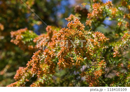 飛散直前の杉花粉・杉の雄花【花粉症イメージ素材】 118410109