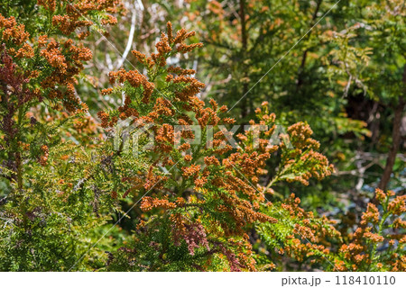 飛散直前の杉花粉・杉の雄花【花粉症イメージ素材】 118410110