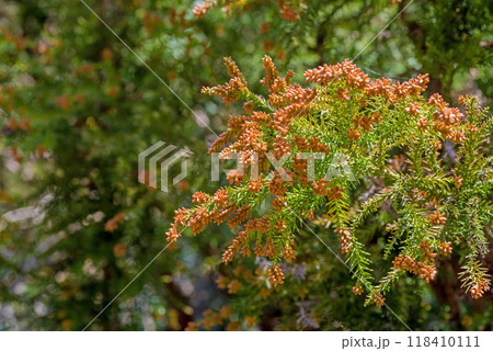 飛散直前の杉花粉・杉の雄花【花粉症イメージ素材】 118410111