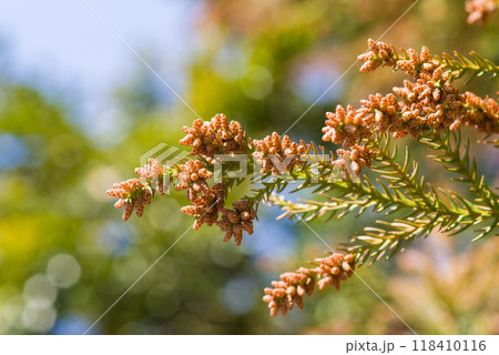 飛散直前の杉花粉・杉の雄花【花粉症イメージ素材】 118410116