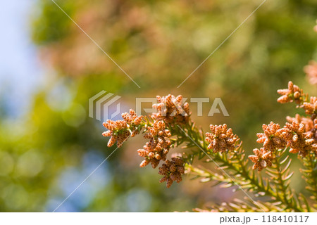 飛散直前の杉花粉・杉の雄花【花粉症イメージ素材】 118410117