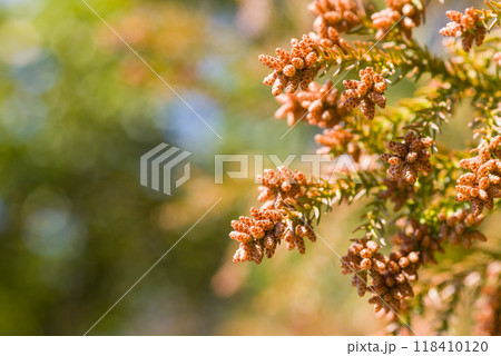 杉の花粉 ③ スギの雄花の大量発生 花粉症の季節 a-3 フィルム調の写真素材