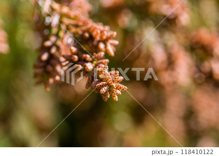 飛散直前の杉花粉・杉の雄花【花粉症イメージ素材】 118410122