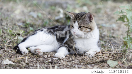 wild street cat, pets wild street cat, pets 118410152