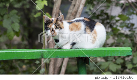 wild street cat, pets 118410160