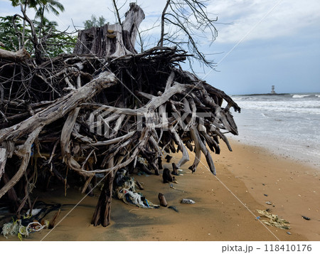 A tree stump is currently laying on the beach close to the ocean A tree stump is currently laying on the beach close to the ocean 118410176