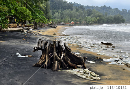 A large pile of driftwood is resting on top of a beautiful sandy beach A large pile of driftwood is resting on top of a beautiful sandy beach 118410181
