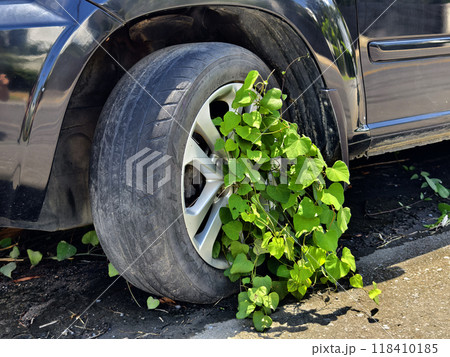 A black car that has a broken tire and is covered with leaves 118410185