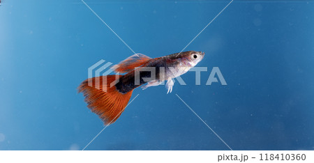 Aquarium fish, close-up 118410360