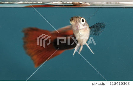 Aquarium fish, close-up Aquarium fish, close-up 118410368