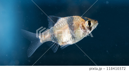 Aquarium fish, close-up 118410372