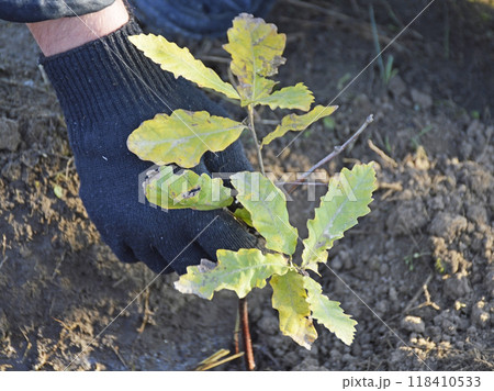 small oak sprout with yellow autumn leaves in the rays of the sun at sunset small oak sprout with yellow autumn leaves in the rays of the sun at sunset 118410533