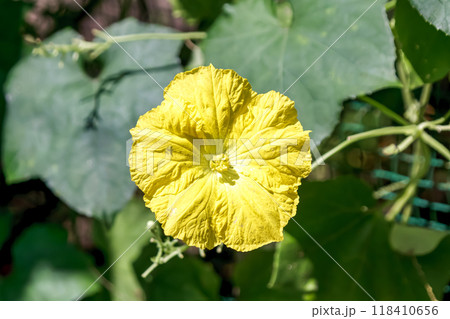 ウリ科のつる性一年生草本であるヘチマの黄色い花 118410656