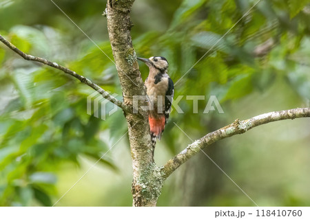 木の枝にとまるアカゲラ 118410760