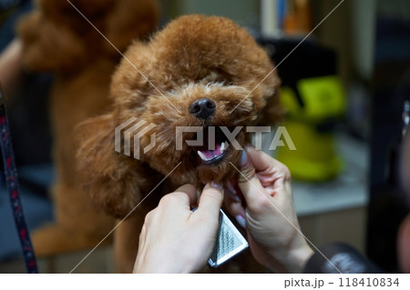 Grooming a cheerful dog in a pet salon during a busy afternoon 118410834