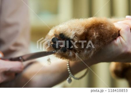Grooming a dogs paw with scissors at a pet salon during the day 118410853