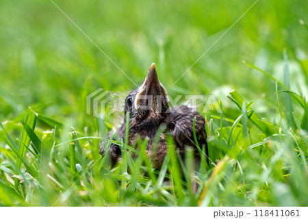 Thrush young bird in the green grass at spring. Thrush baby bird fell from its nest. 118411061