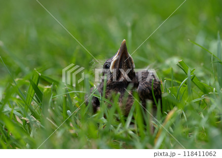 Thrush young bird in the green grass at spring. Thrush baby bird fell from its nest. 118411062