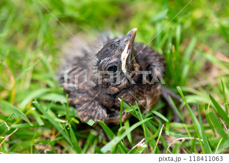Thrush young bird in the green grass at spring. Thrush baby bird fell from its nest. Thrush young bird in the green grass at spring. Thrush baby bird fell from its nest. 118411063