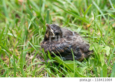 Thrush young bird in the green grass at spring. Thrush baby bird fell from its nest. Thrush young bird in the green grass at spring. Thrush baby bird fell from its nest. 118411064