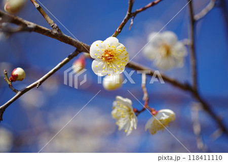 早春イメージ　梅の花 118411110