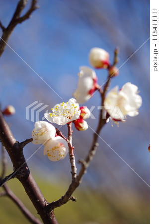 早春イメージ　梅の花 118411111