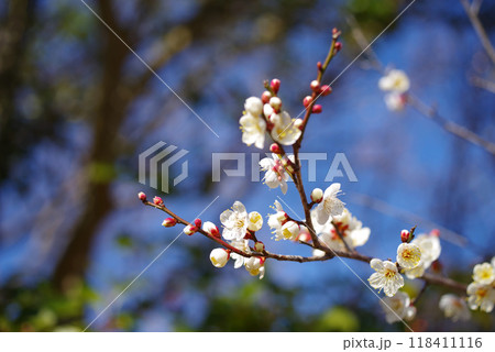 早春イメージ　梅の花 118411116