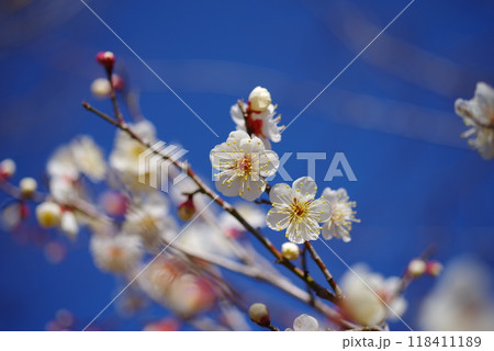 青空に映える白梅 118411189