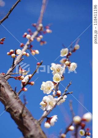 青空に映える白梅 118411196