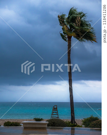 Tall palm tree swaying in the wind against a dramatic, stormy sky, Altea Tall palm tree swaying in the wind against a dramatic, stormy sky, Altea 118411286