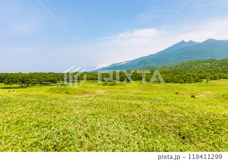世界自然遺産　北海道知床の夏　知床五湖 118411299