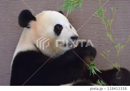 おいしそうに竹を食べる結浜 118411338