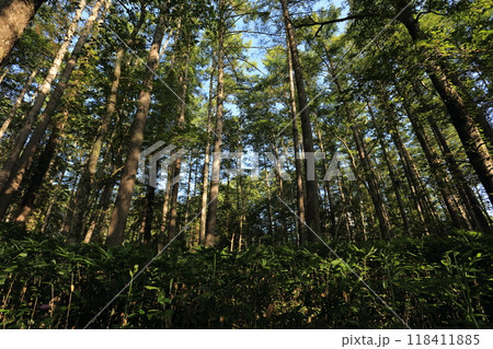 夏の高原でそびえる、カラマツ林 118411885
