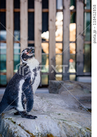 かわいらしいフンボルトペンギン 118412858