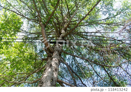 電線と接触しそうに成長した木 電線と接触しそうに成長した木 118413242