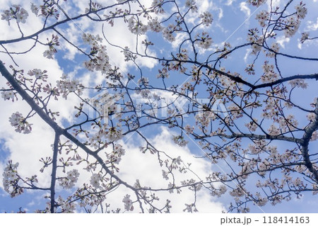 桜と青空 桜と青空 118414163
