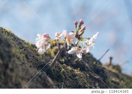 胴咲き桜 118414165